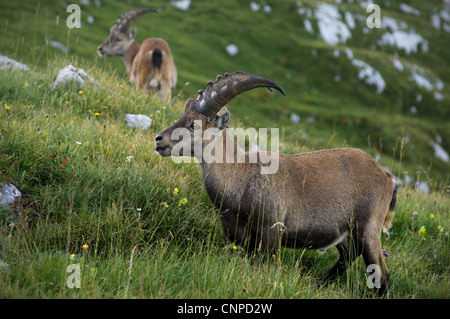 Due Ibex adulti nel pascolo mattutino Foto Stock