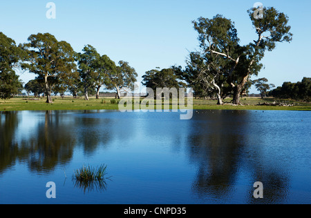 Coonawarra zone umide in una fattoria. Foto Stock