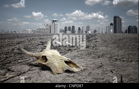 Cranio animale sulla terra asciutta. Foto Stock