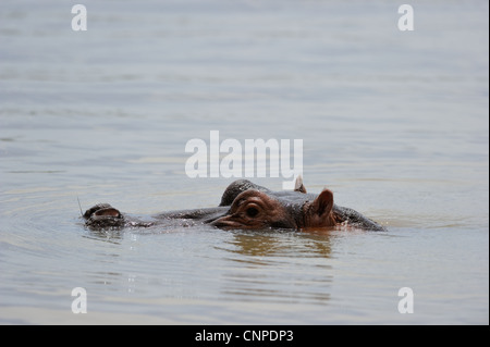 Ippopotamo - Ippona (Hippopotamus amphibius) nuotare nel lago Baringo Kenya - Africa orientale Foto Stock