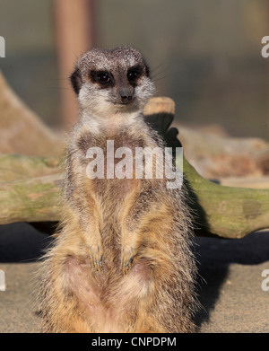 3753. Meerkat, Wingham Wildlife Park, Kent, Inghilterra Foto Stock