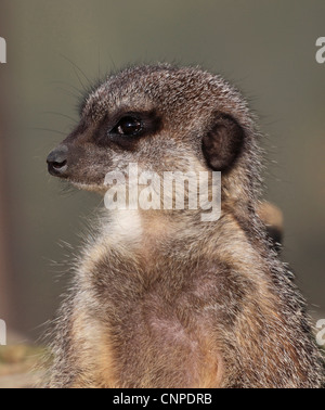 3754. Meerkat, Wingham Wildlife Park, Kent, Inghilterra Foto Stock