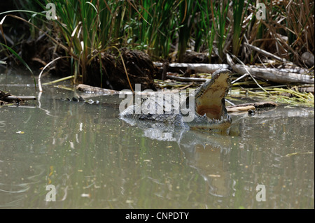 Coccodrillo del Nilo - Comune Crocodile (Crocodylus niloticus) appoggiata in acqua poco profonda con bocca aperta Lake Baringo NP - Kenya Foto Stock