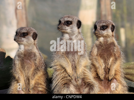 4223. Meerkats, Wingham Wildlife Park, Kent, Inghilterra Foto Stock