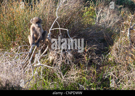 Un bambino babbuino giocando in un albero a Cape Point Western Cape, Sud Africa Foto Stock