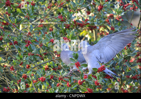 Comune Piccione di legno - Europeo il Colombaccio ( Columba palumbus - Columba palumba) coppia alimentazione su bacche di agrifoglio Foto Stock