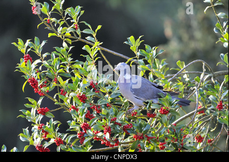 Comune Piccione di legno - Europeo il Colombaccio ( Columba palumbus - Columba palumba) alimentazione su bacche di agrifoglio Foto Stock