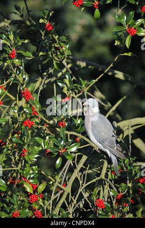 Comune Piccione di legno - Europeo il Colombaccio ( Columba palumbus - Columba palumba) alimentazione su bacche di agrifoglio Foto Stock