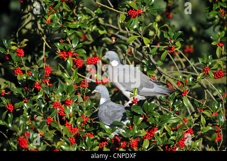 Comune Piccione di legno - Europeo il Colombaccio ( Columba palumbus - Columba palumba) coppia alimentazione su bacche di agrifoglio Foto Stock