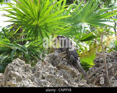 Nero iguana rilassante sulle rocce in Roatan, Honduras. Foto Stock