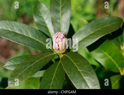 Rhododendron bud, rosa in primavera si attestano al bloom Foto Stock