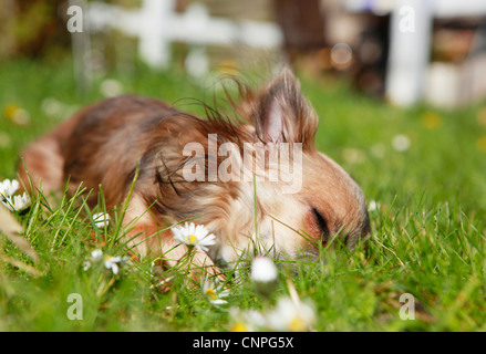 Con i capelli lunghi Chihuahua giocare in giardino Foto Stock