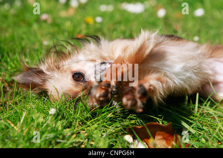 Con i capelli lunghi Chihuahua giocare in giardino Foto Stock