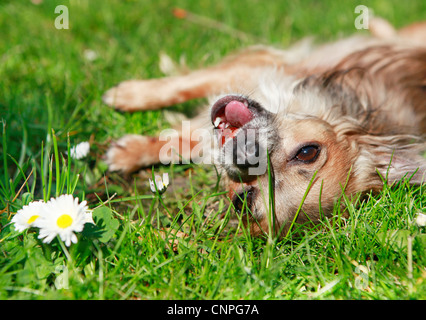 Con i capelli lunghi Chihuahua giocare in giardino Foto Stock