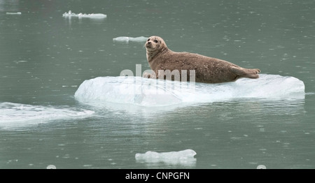 Porto guarnizione poggia su un glaçon in Le Conte baia a sud-est di Alaska Foto Stock