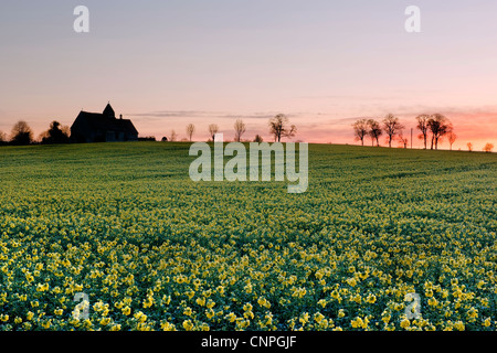 St Huberts Idsworth early morning with rapeseed field and a pink tinged skyline of early dawn Foto Stock