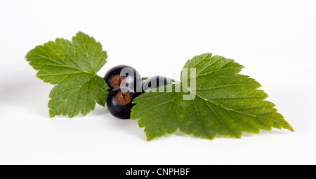 Ribes nero con foglie verdi su sfondo bianco Foto Stock