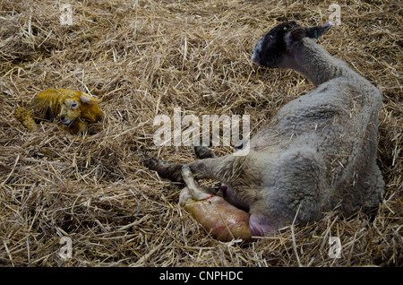 Una madre alla nascita di un agnello, durante la stagione di figliatura, Marzo 2012 Foto Stock