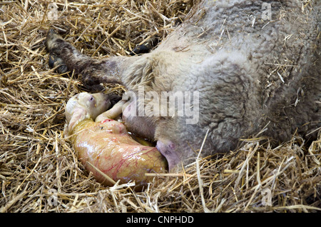 Una madre alla nascita di un agnello, durante la stagione di figliatura, Marzo 2012 Foto Stock