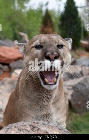 Cougar Mountain Lion blcook panther mountain cat puma Foto Stock