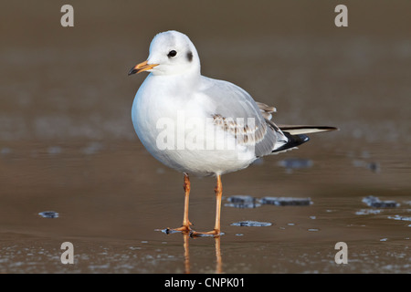 Nero immaturi intitolata Gabbiano piumaggio invernale Foto Stock