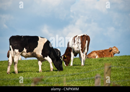 Una mandria di mucche / torelli in un campo sulla cima di una collina. Foto Stock