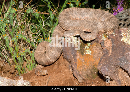 Tiger Rattlesnake Crotalus tigri Tucson Pima County, Arizona, Stati Uniti 10 aprile adulto dai Viperidi Foto Stock