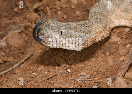 Tiger Rattlesnake Crotalus tigri Tucson Pima County, Arizona, Stati Uniti 10 aprile adulto dai Viperidi Foto Stock