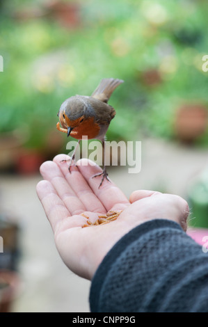 Robin su alimentazione mealworms da una mano mans Foto Stock