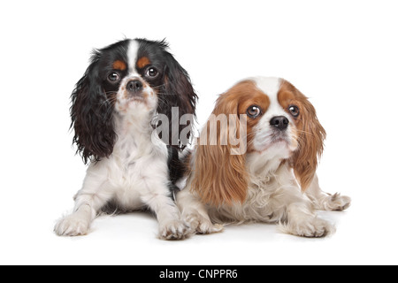 Due Cavalier King Charles Spaniel cani di fronte a uno sfondo bianco Foto Stock