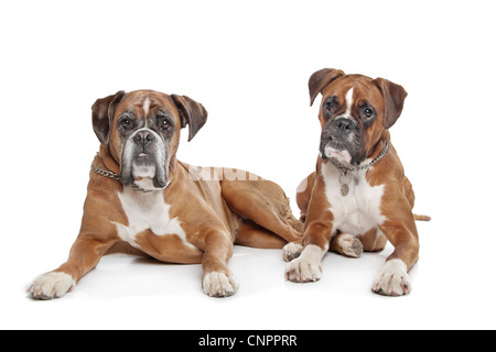 Due pianura fulvo Boxer cani di fronte a uno sfondo bianco Foto Stock