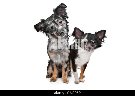 Due Chihuahua cani di fronte a uno sfondo bianco Foto Stock