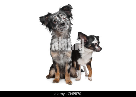 Due Chihuahua cani di fronte a uno sfondo bianco Foto Stock