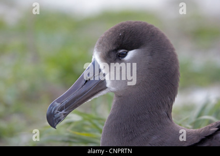 Colpo alla testa di un nero-footed Albatross Foto Stock