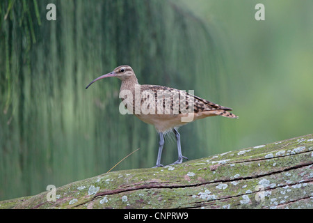 Setola Curlew thighed su atollo di Midway Foto Stock