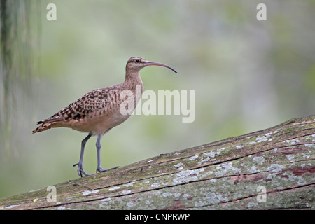 Setola Curlew thighed su atollo di Midway Foto Stock