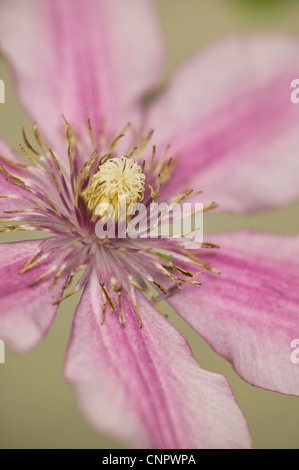 Un clematide in fiore. Foto Stock