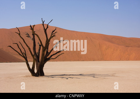 Lone morti acacia a Dead Vlei salina tra le dune di sabbia in Sossusvlei, sud della Namibia Foto Stock