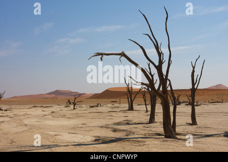 Vista di morti di alberi di acacia su Dead Vlei salina tra le dune di sabbia in Sossusvlei, sud della Namibia Foto Stock