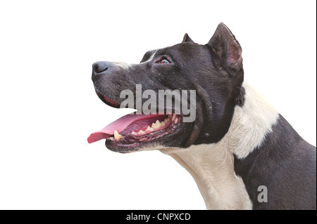 Cane Pit Bull Terrier aspetto felice isolato su sfondo bianco Foto Stock