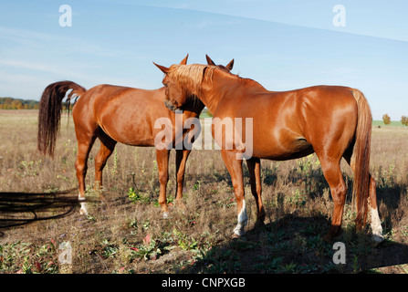 Due cavalli marrone nei campi di graffiare ogni altro Foto Stock