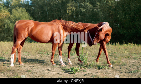 Due cavalli marrone nei campi di graffiare ogni altro Foto Stock