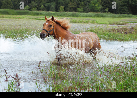 Brown horse running attraverso un piccolo lago Foto Stock