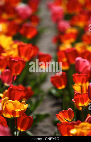 Aiuola di tulipani in Boston's Copley Square in primavera Foto Stock