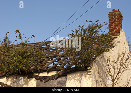 Casa abbandonati con erbacce e buddleia davidii crescente dal tetto Foto Stock