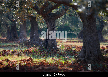 Foresta di oliva in Istria, Croazia Foto Stock