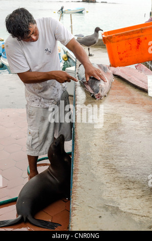 Mercati di pesce in Puerto Ayora Santa Cruz Isole Galapagos Ecuador Foto Stock