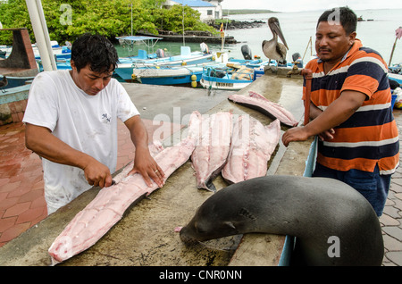 Mercati di pesce in Puerto Ayora Santa Cruz Isole Galapagos Ecuador Foto Stock