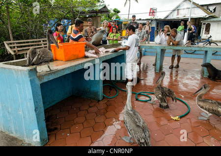 Mercati di pesce in Puerto Ayora Santa Cruz Isole Galapagos Ecuador Foto Stock