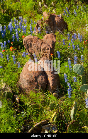 Texas bluebonnets (Lupininus texensis), al tramonto Foto Stock